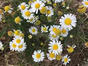 German chamomile(Matricaria chamomilla)