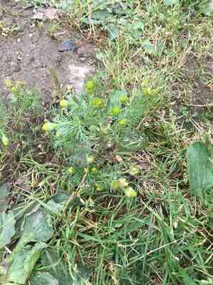 Pineapple weed(Matricaria discoidea)