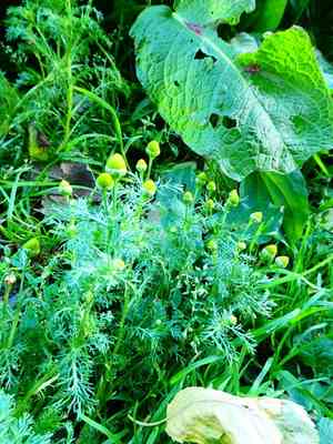 Pineapple weed(Matricaria discoidea)