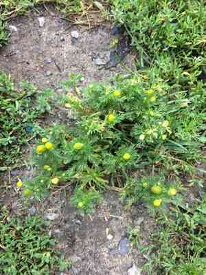 Pineapple weed(Matricaria discoidea)