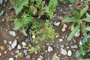 Pineapple weed(Matricaria discoidea)