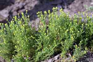 Valley mayweed(Matricaria occidentalis)