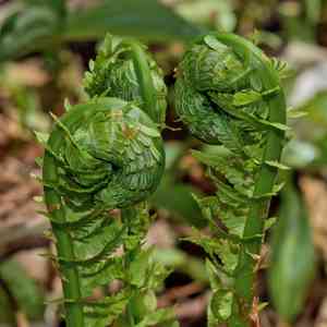 Ostrich fern(Matteuccia struthiopteris)
