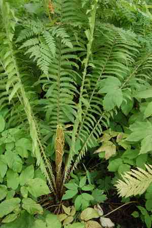 Ostrich fern(Matteuccia struthiopteris)
