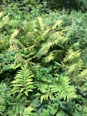 Ostrich fern(Matteuccia struthiopteris)