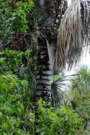 Tree-of-life(Mauritia flexuosa)