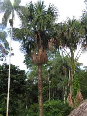 Tree-of-life(Mauritia flexuosa)