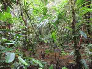 Tree-of-life(Mauritia flexuosa)