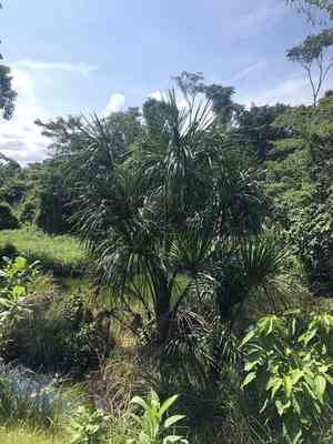 Tree-of-life(Mauritia flexuosa)