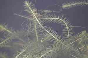 Stream bogmoss(Mayaca fluviatilis)