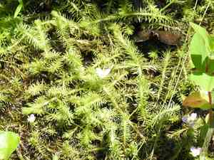 Stream bogmoss(Mayaca fluviatilis)