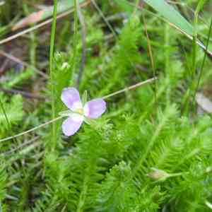 Stream bogmoss(Mayaca fluviatilis)