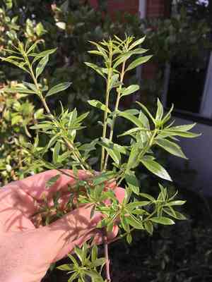 Mayten tree(Maytenus boaria)