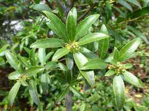 Mayten tree(Maytenus boaria)
