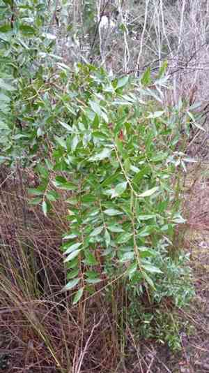 Mayten tree(Maytenus boaria)