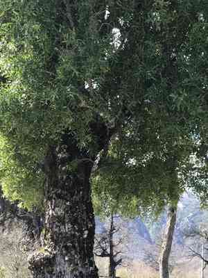 Mayten tree(Maytenus boaria)