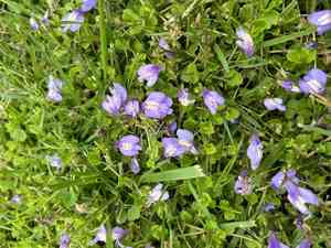 Miquel's mazus(Mazus miquelii)
