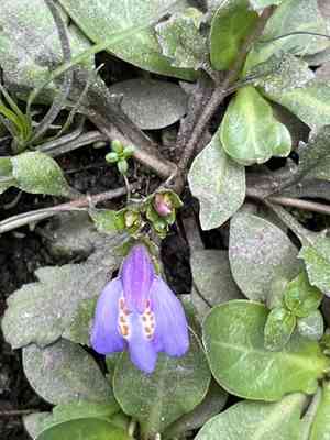 Miquel's mazus(Mazus miquelii)
