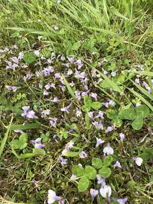 Miquel's mazus(Mazus miquelii)