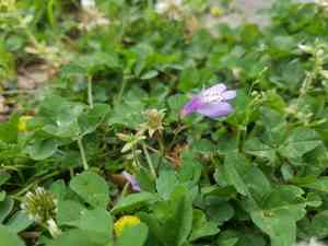 Miquel's mazus(Mazus miquelii)