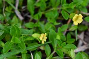Baby jump-up(Mecardonia procumbens)