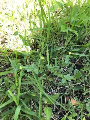 Baby jump-up(Mecardonia procumbens)