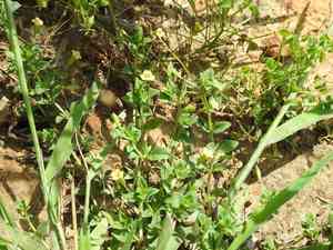 Baby jump-up(Mecardonia procumbens)