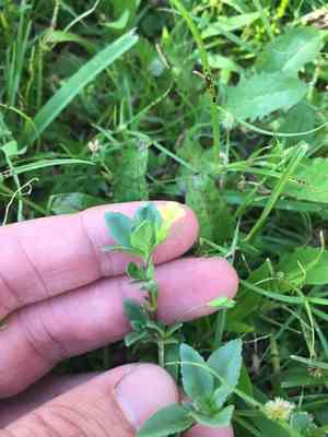 Baby jump-up(Mecardonia procumbens)