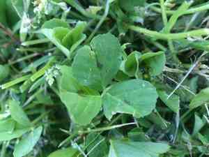Spotted medick(Medicago arabica)