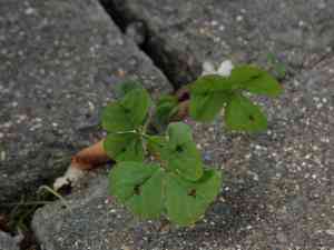 Spotted medick(Medicago arabica)