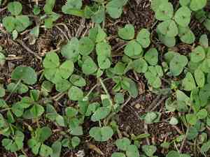 Spotted medick(Medicago arabica)