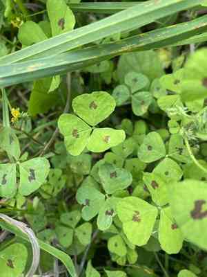Spotted medick(Medicago arabica)