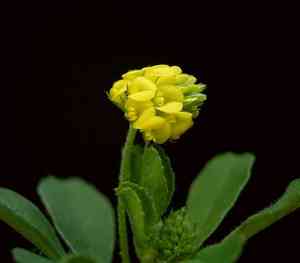 Black medick(Medicago lupulina)