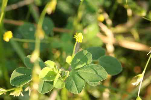Black medick(Medicago lupulina)