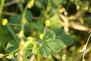 Black medick(Medicago lupulina)