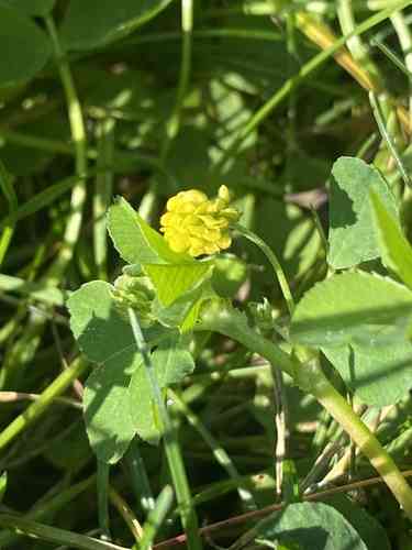 Black medick(Medicago lupulina)