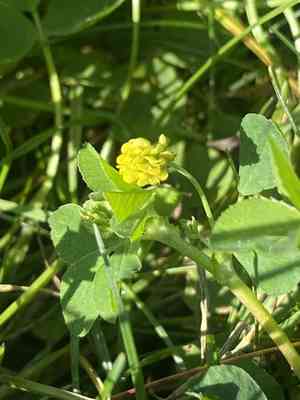Black medick(Medicago lupulina)