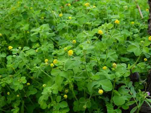 Black medick(Medicago lupulina)