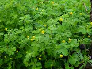Black medick(Medicago lupulina)