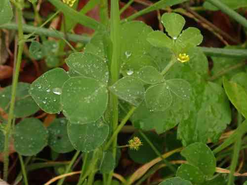 Black medick(Medicago lupulina)