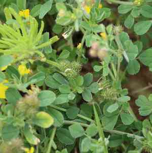 Tifton bur clover(Medicago rigidula)