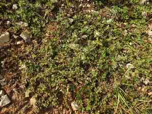 Tifton bur clover(Medicago rigidula)