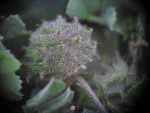 Tifton bur clover(Medicago rigidula)