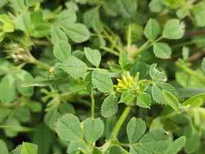 Tifton bur clover(Medicago rigidula)