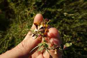 Alfalfa(Medicago ruthenica)