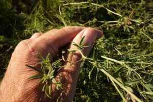 Alfalfa(Medicago ruthenica)