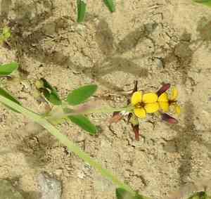 Alfalfa(Medicago ruthenica)