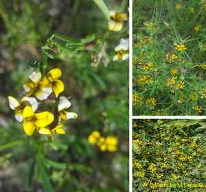 Alfalfa(Medicago ruthenica)