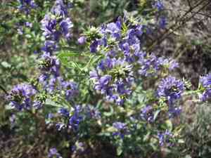 Alfalfa(Medicago sativa)