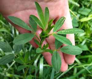 Alfalfa(Medicago sativa)